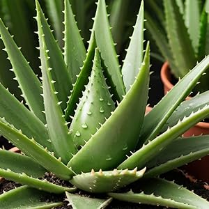 Aloe Vera